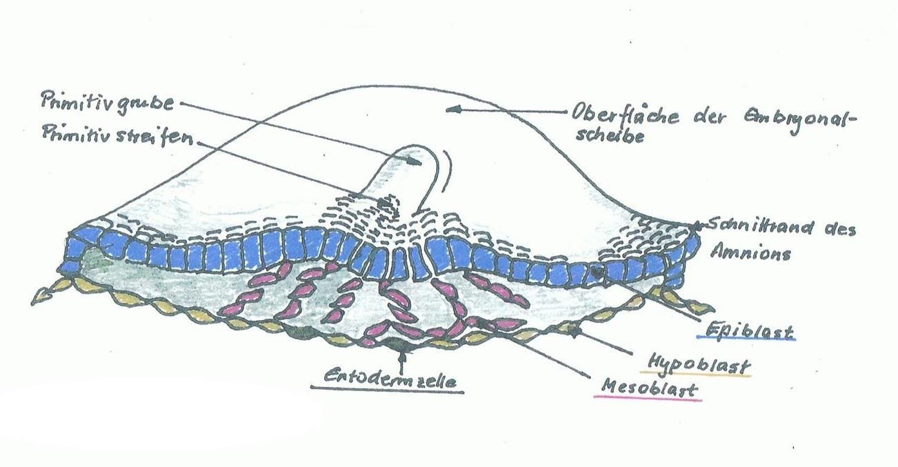 Embryologiekurs Embryologiekurs
